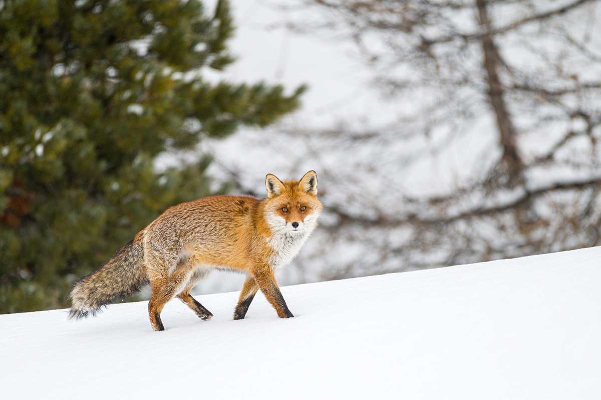 Dierensporen zoeken in de sneeuw